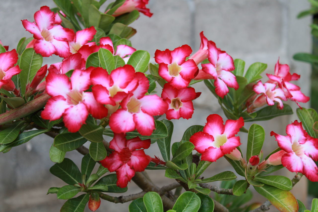 CLOSE-UP OF PINK ROSES