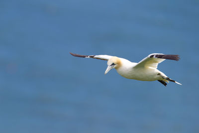 Low angle view of seagull flying