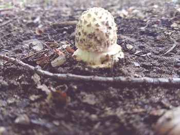 Close-up of mushrooms