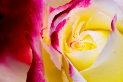 Close-up of pink rose