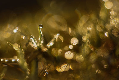 Close-up of wet illuminated plants at night