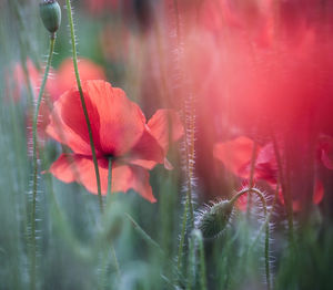 Close-up of red flowering plant