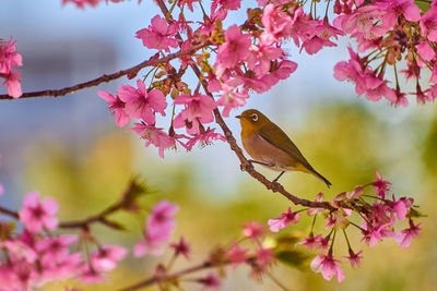 Close-up of pink cherry blossoms