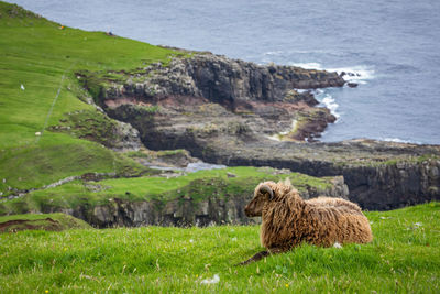 View of sheep on rock by sea