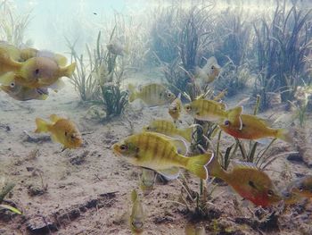 Close-up of yellow underwater