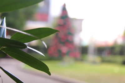 Close-up of plant