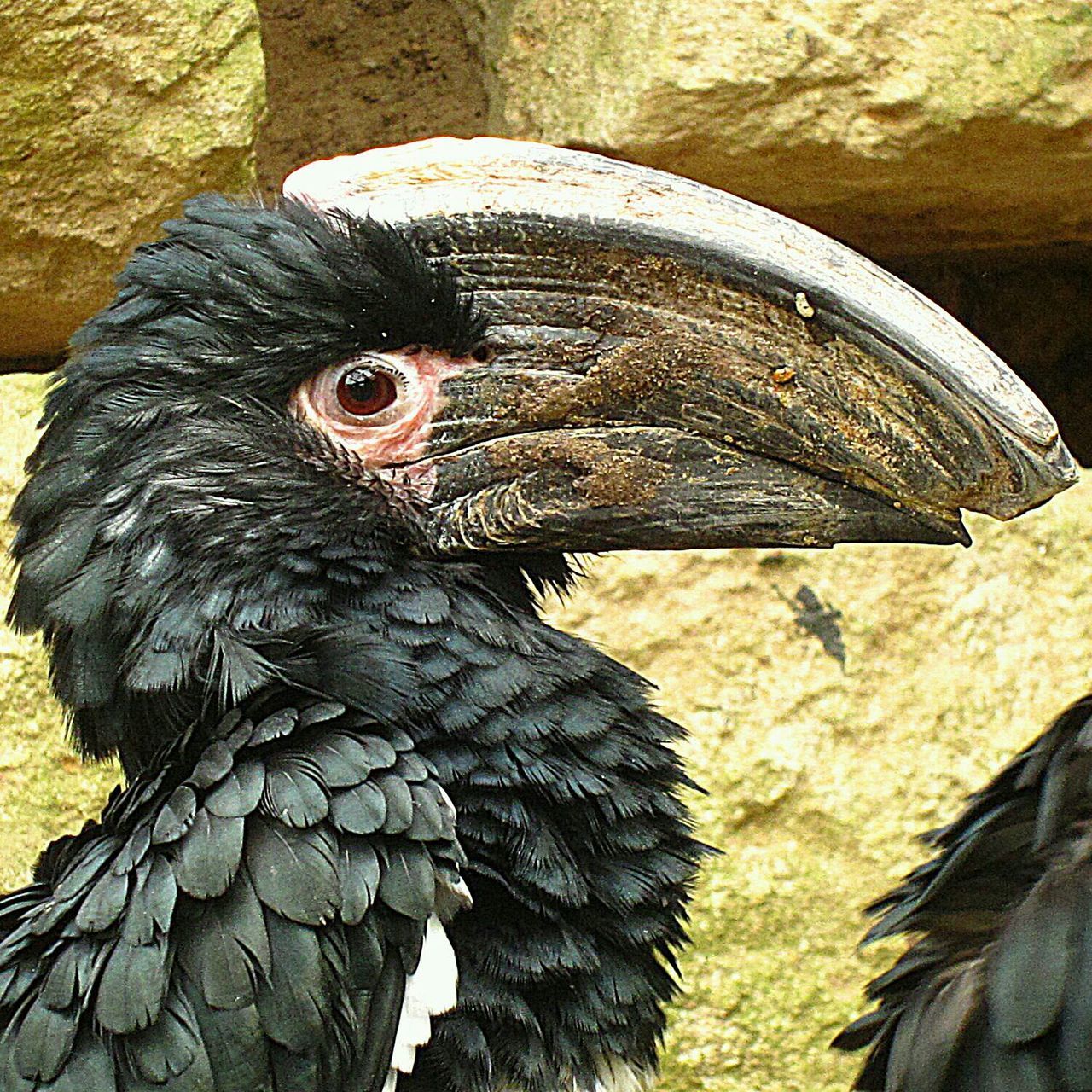 Rhinoceros bird