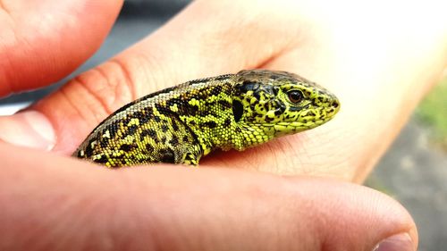 Close-up of hand holding lizard