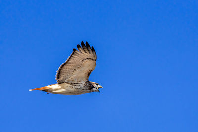 Low angle view of eagle flying against clear blue sky