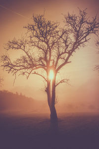 Silhouette bare tree on landscape against sunset sky