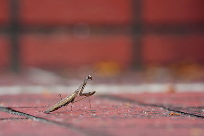 Close-up of insect on wall