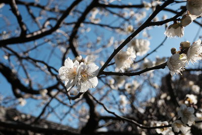 Low angle view of cherry blossom