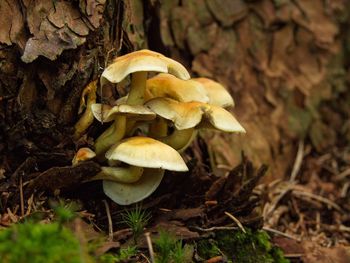 Close-up of mushrooms growing on field