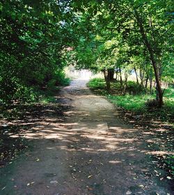 Footpath in forest