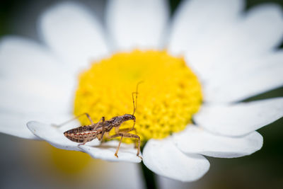 Close-up of insect on yellow flower