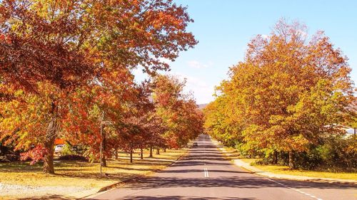 Road passing through forest