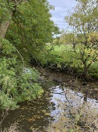 Reflection of trees in lake
