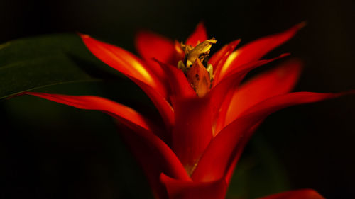 Close-up of red rose against black background