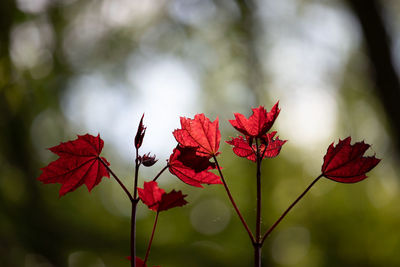 Close-up of red flowering plant leaves during autumn