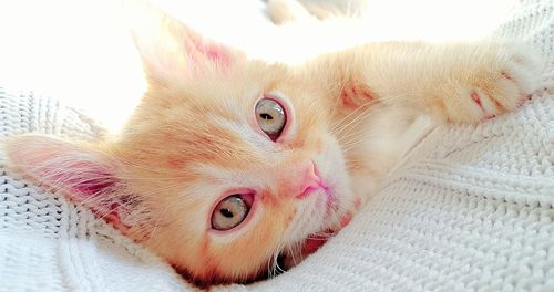 Close-up portrait of a cat