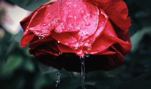 Close-up of wet red rose