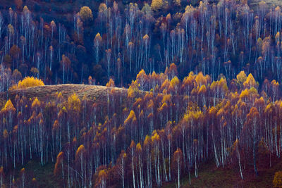 View of pine trees in forest