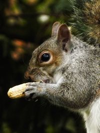 Close up of squirrel against blurred background