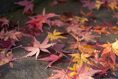 Close-up of maple leaves on plant