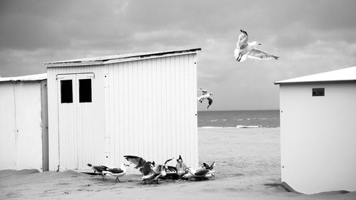 Seagulls perching by beach huts on sand at beach against cloudy sky