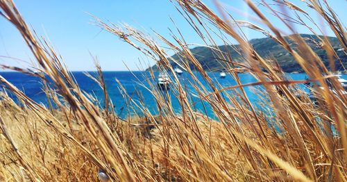 Close-up of grass on beach against clear blue sky