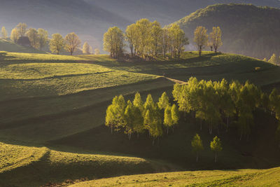 Scenic view of agricultural field