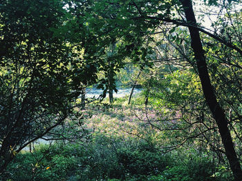 Trees in forest