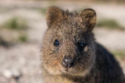 Close-up portrait of baby outdoors