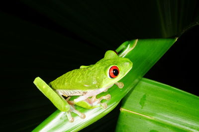 Close-up of green frog on plant at night