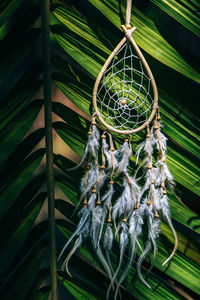 Close-up of palm leaf