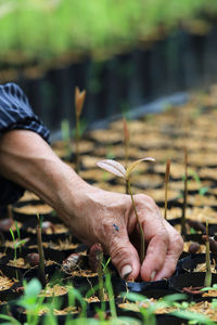 Close-up of hand holding plant