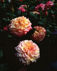 Close-up of pink rose flower