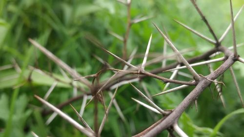 Close-up of plant against blurred background