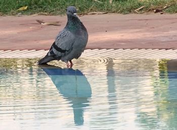 Close-up of seagull perching on lake