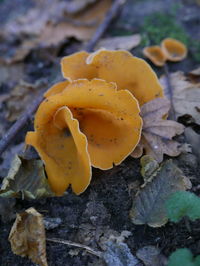 Close-up of mushroom