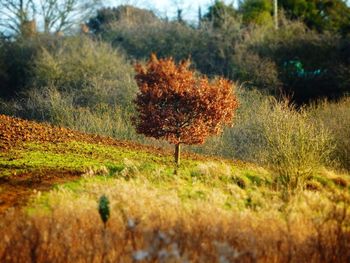 Trees on grassy field