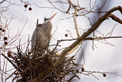 Low angle view of bird perching on tree