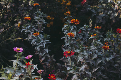 Close-up of orange flowering plants