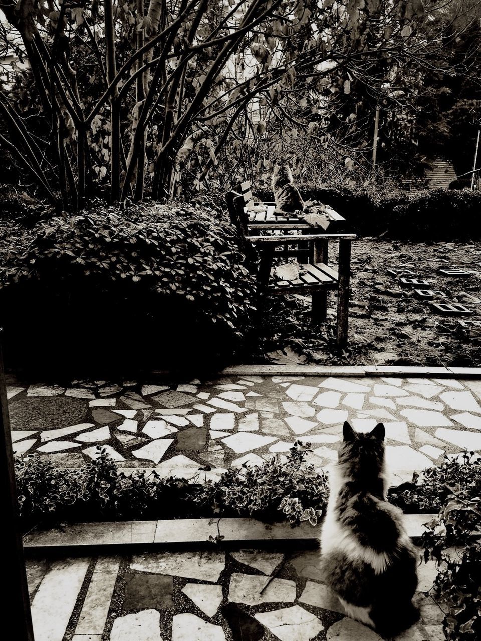 tree, pets, animal themes, domestic cat, bench, domestic animals, one animal, sunlight, mammal, cat, relaxation, park - man made space, shadow, branch, nature, sitting, park bench, growth, chair, outdoors