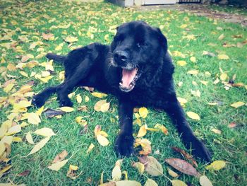 Black dog relaxing on field