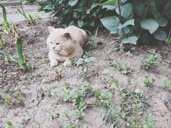 Portrait of a cat on field