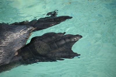 High angle view of turtle swimming in sea