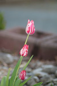 Close-up of pink rose