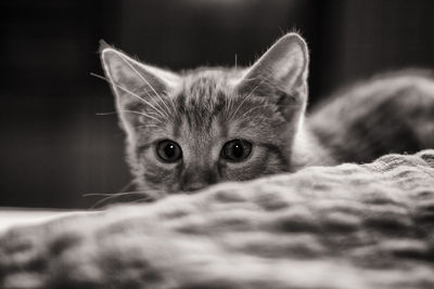Close-up portrait of cat at home