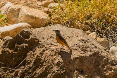 Bird perching on rock